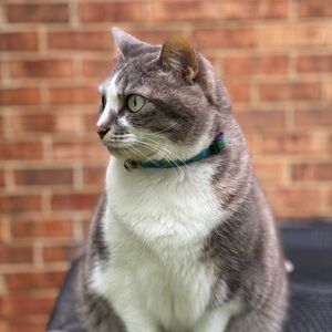 Meet your Posher, Gwen